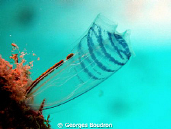 tunicate by Georges Boudron 